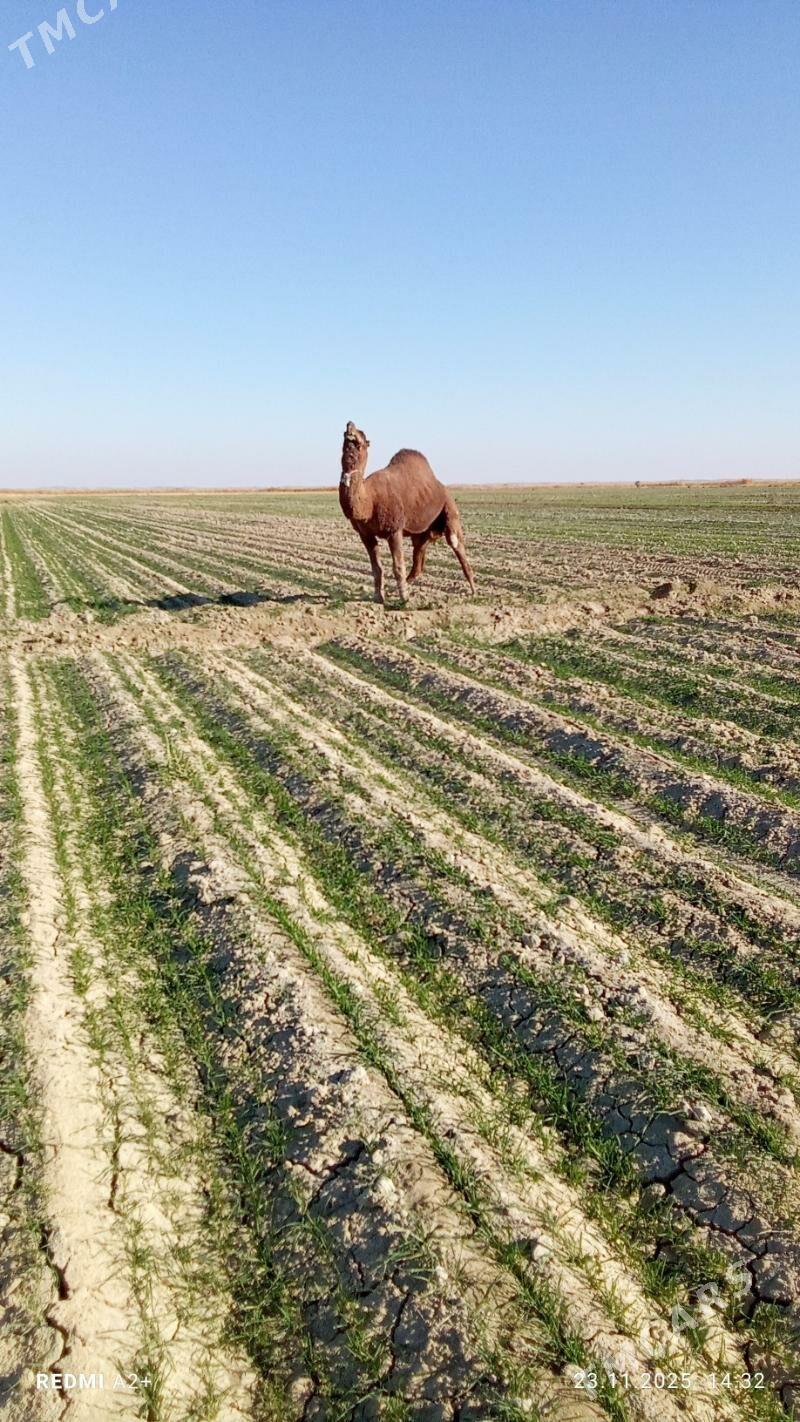 howur erkek - Gyzylarbat - img 3