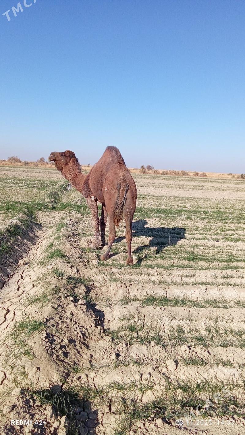 howur erkek - Gyzylarbat - img 2