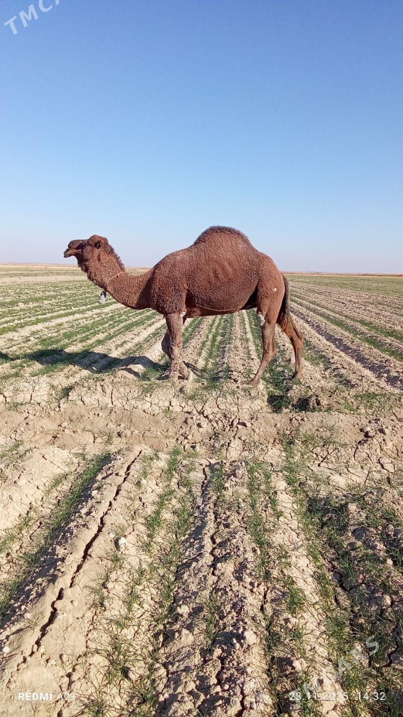 howur erkek - Gyzylarbat - img 6