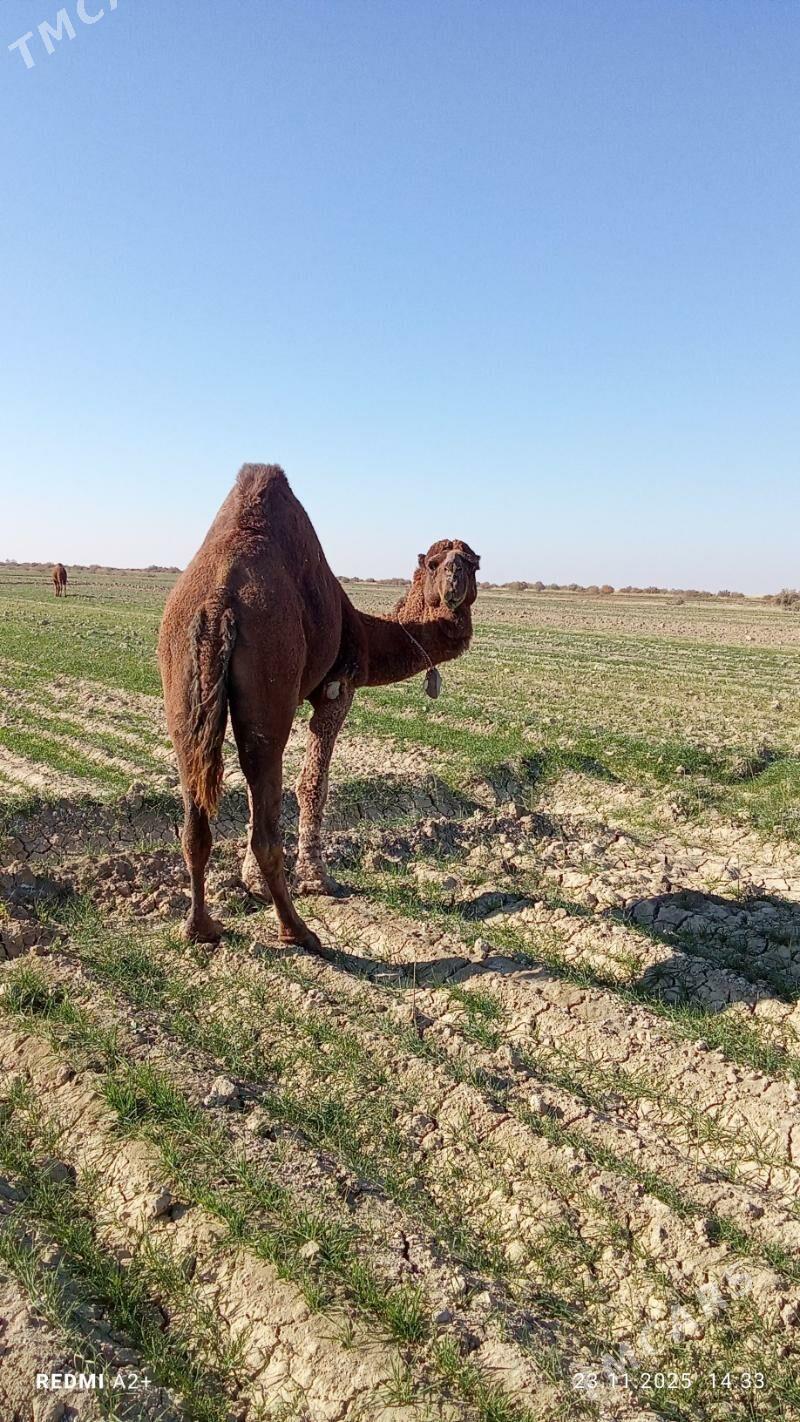 howur erkek - Gyzylarbat - img 4