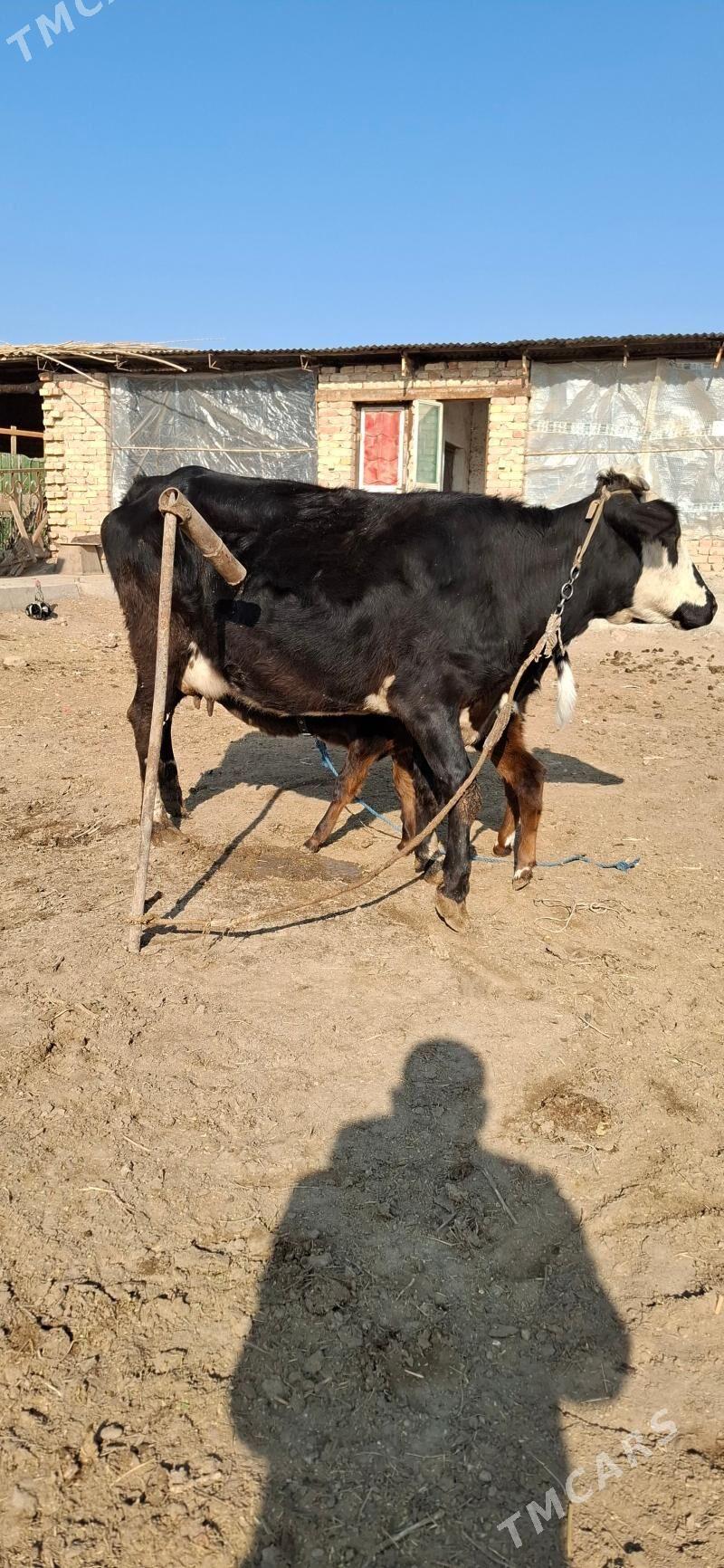 göleli sygyr - Türkmenabat - img 2