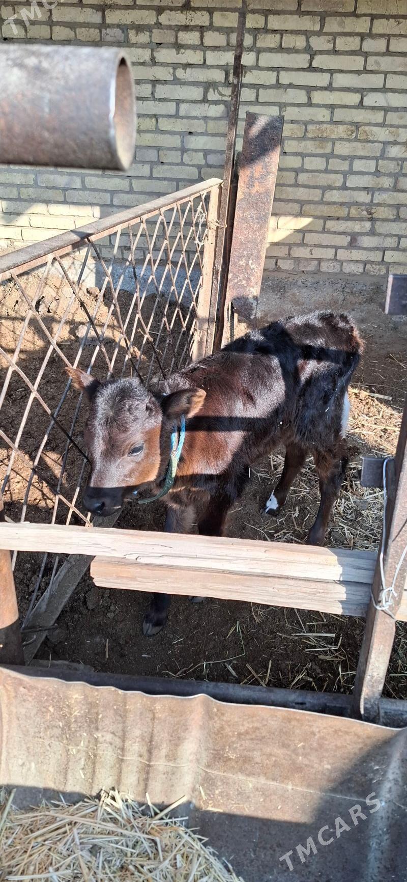 göleli sygyr - Türkmenabat - img 6