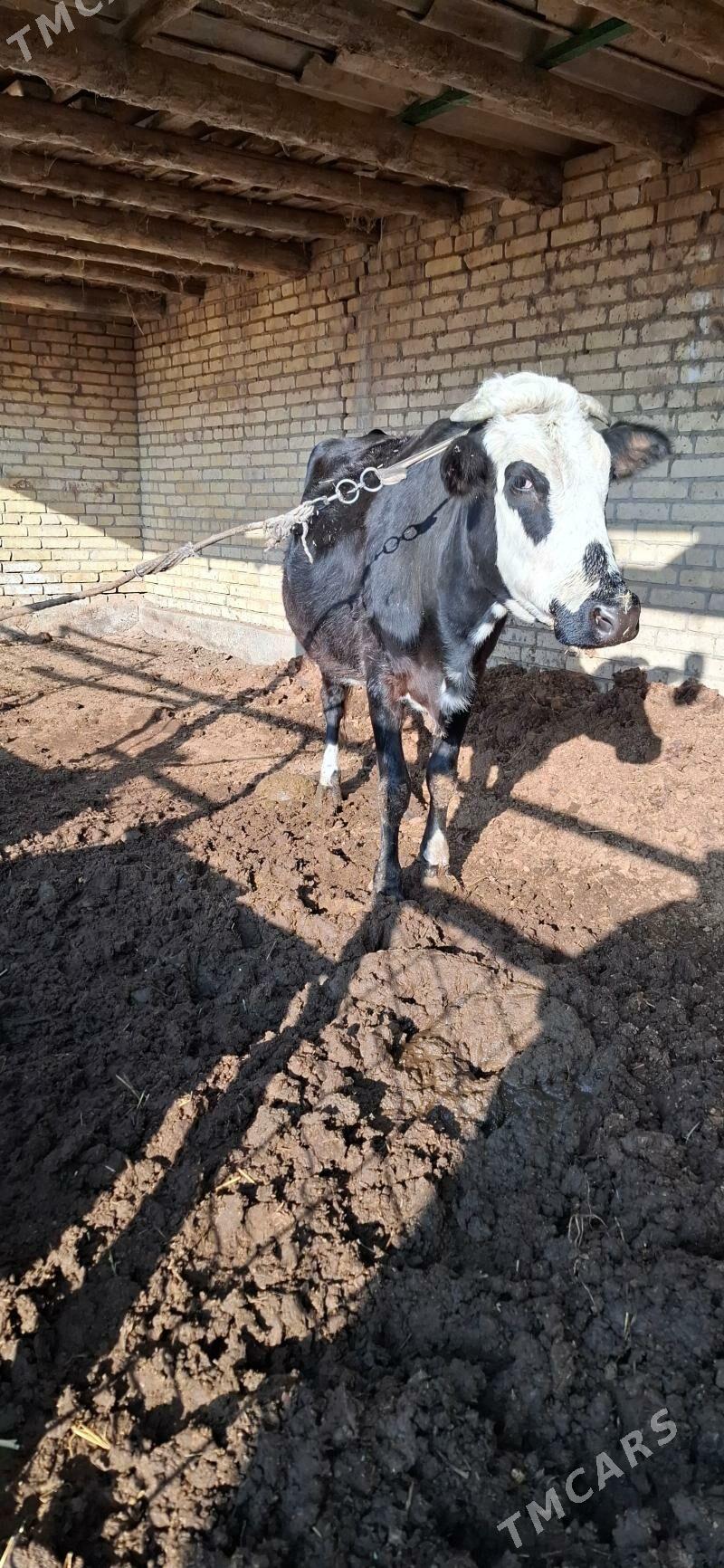 göleli sygyr - Türkmenabat - img 5