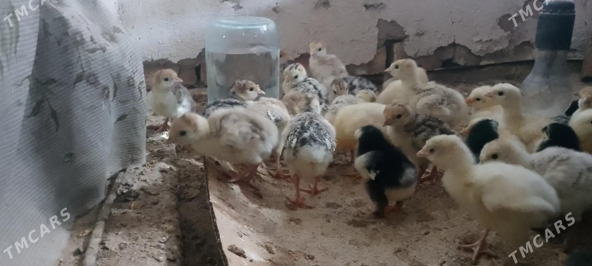 İnduk Gigant juyje - Сакарчага - img 1