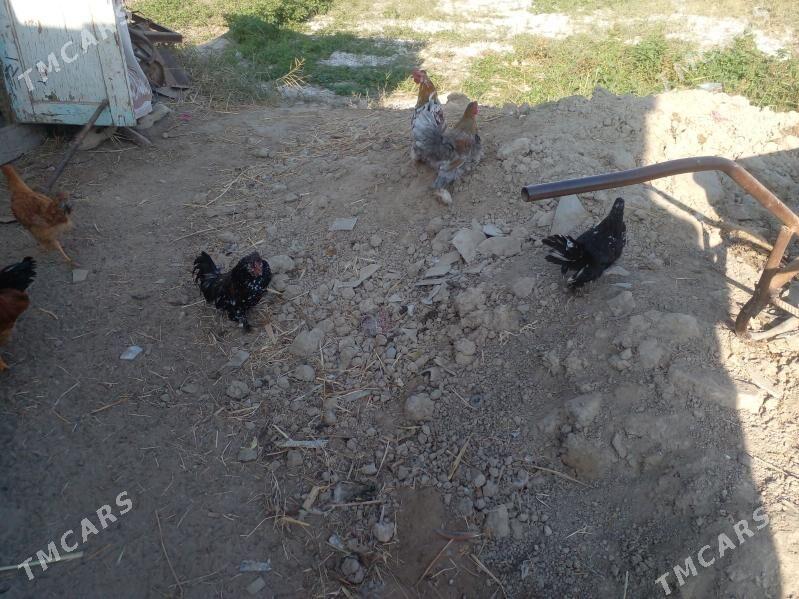 karlik - Мары - img 2