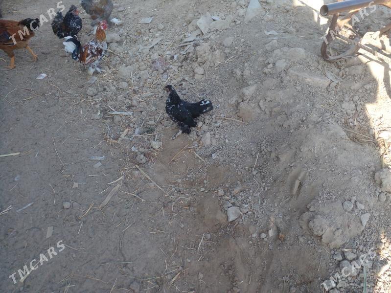 karlik - Мары - img 3