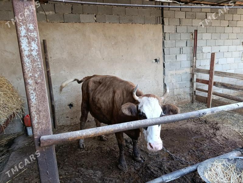 sygyr - Ашхабад - img 3