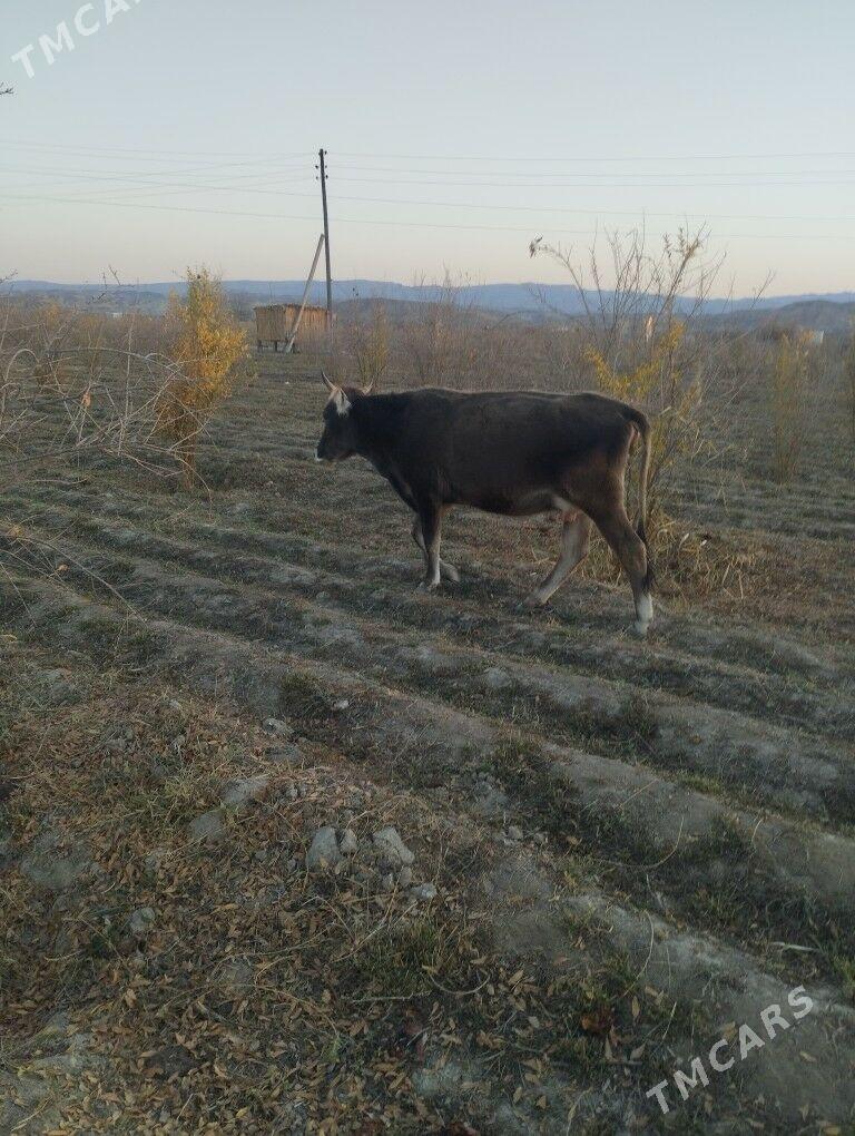 Göleli Sygyr - Magtymguly - img 3