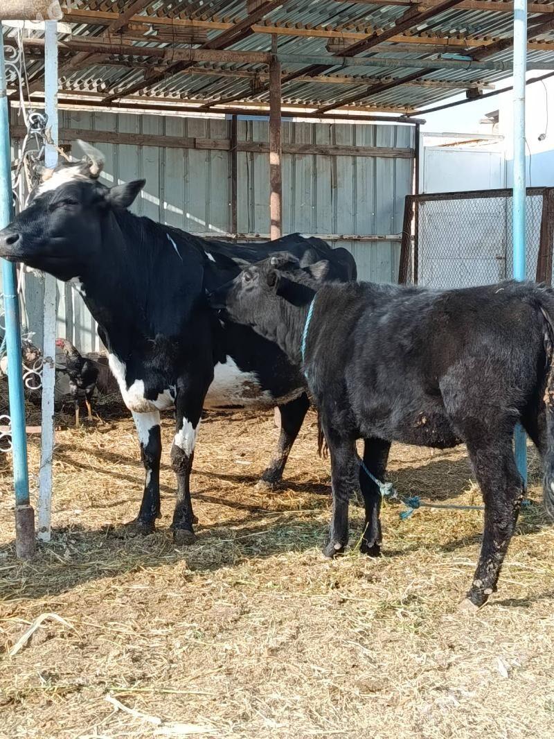 gunajyn - Türkmenabat - img 2