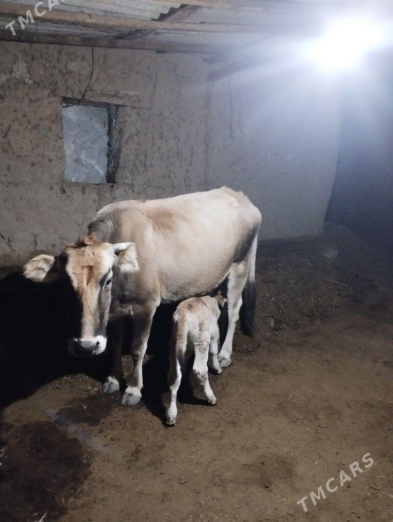 Göleli Sygyr - Magtymguly - img 2