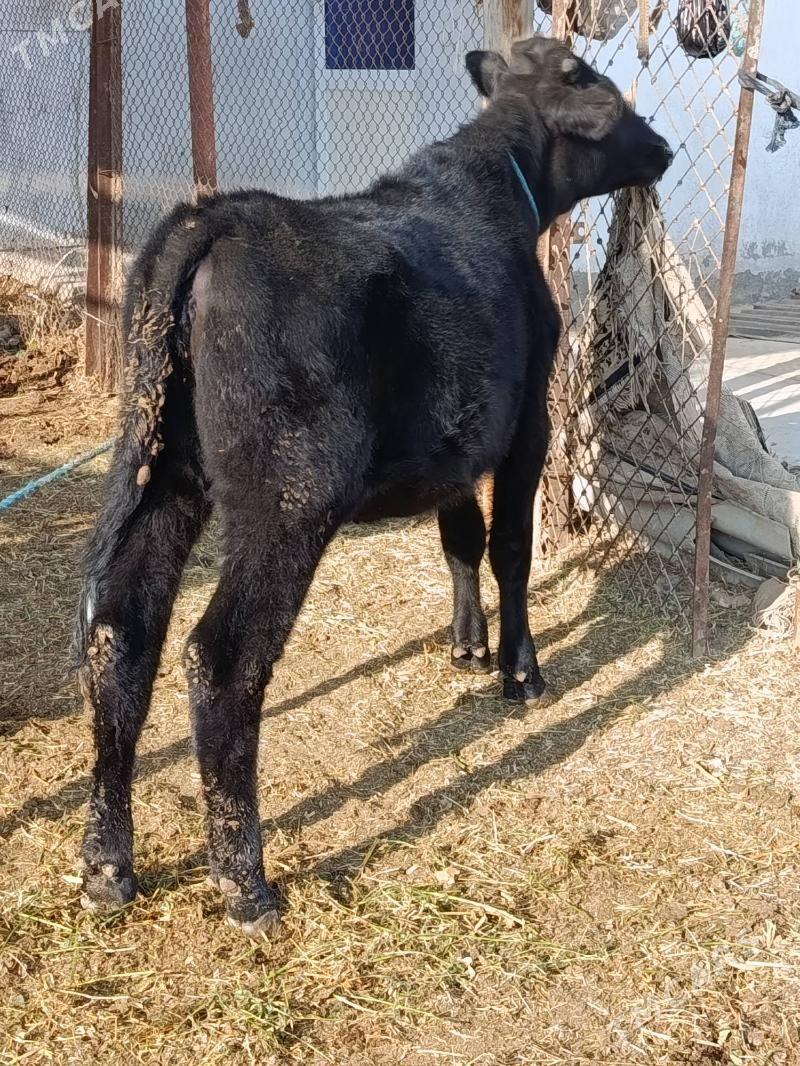 gunajyn - Türkmenabat - img 5