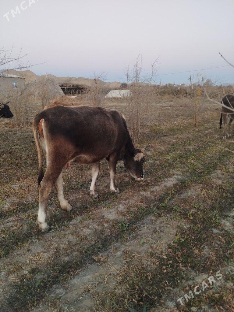 Göleli Sygyr - Magtymguly - img 6