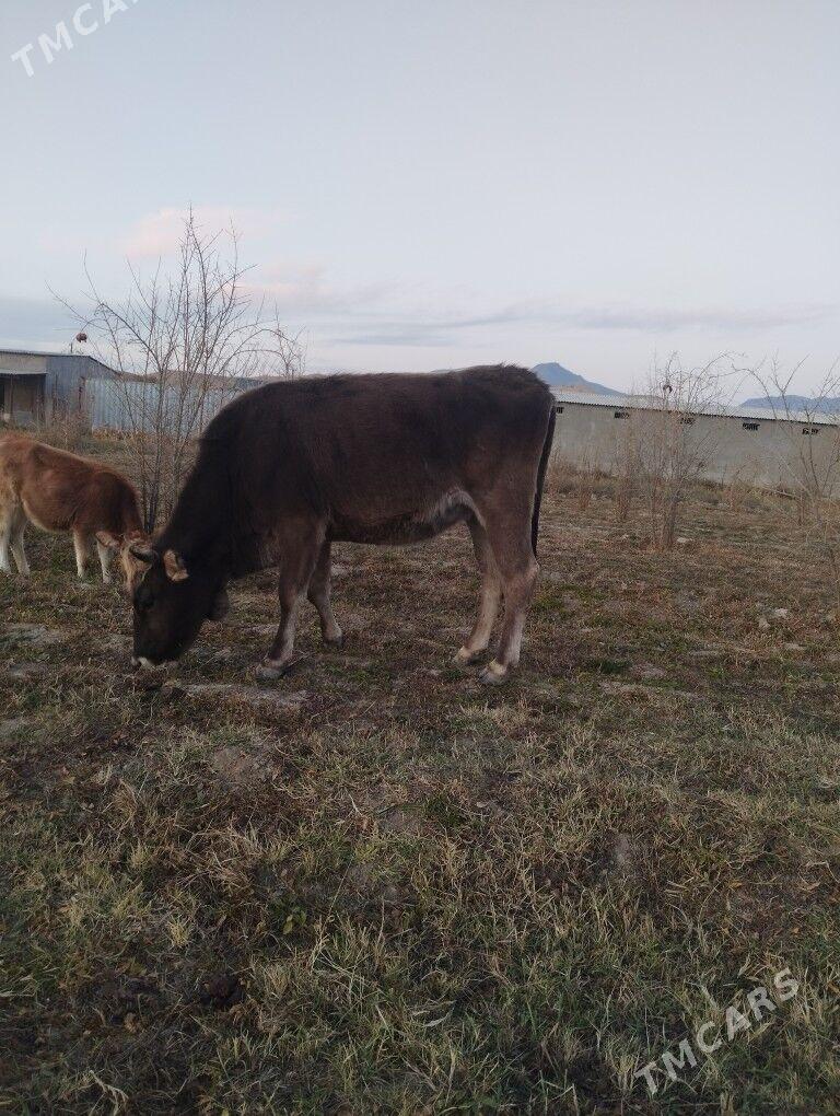 Göleli Sygyr - Magtymguly - img 5