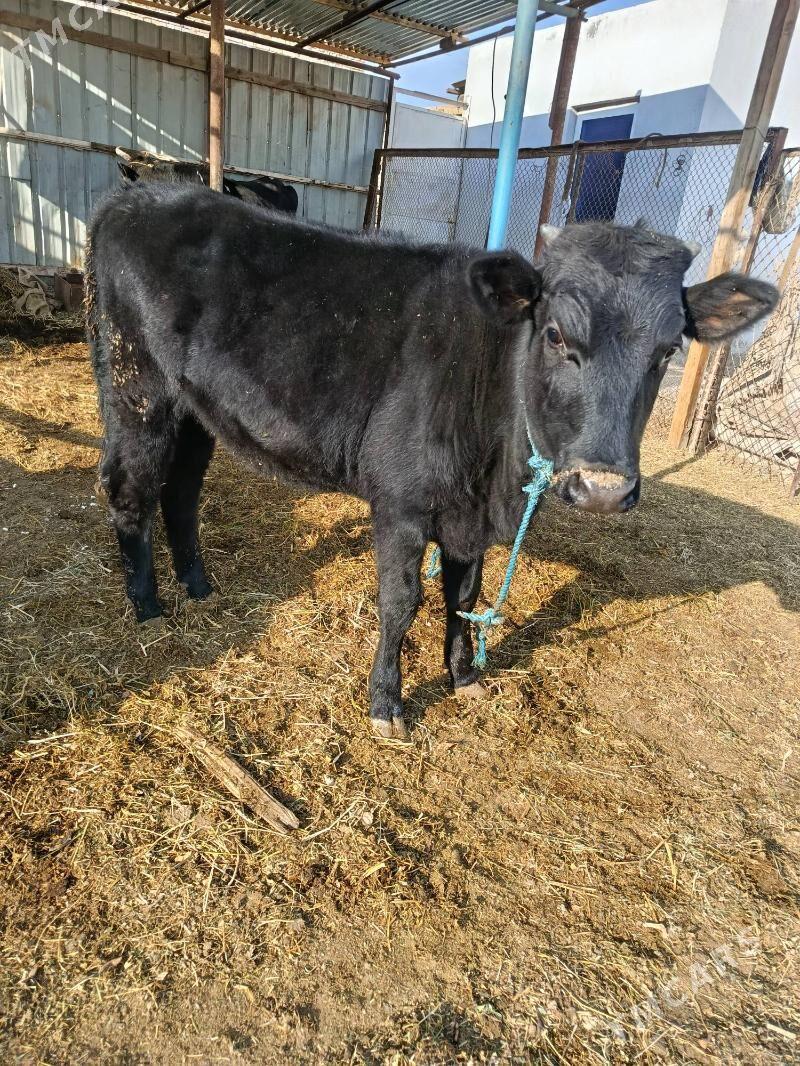 gunajyn - Türkmenabat - img 4