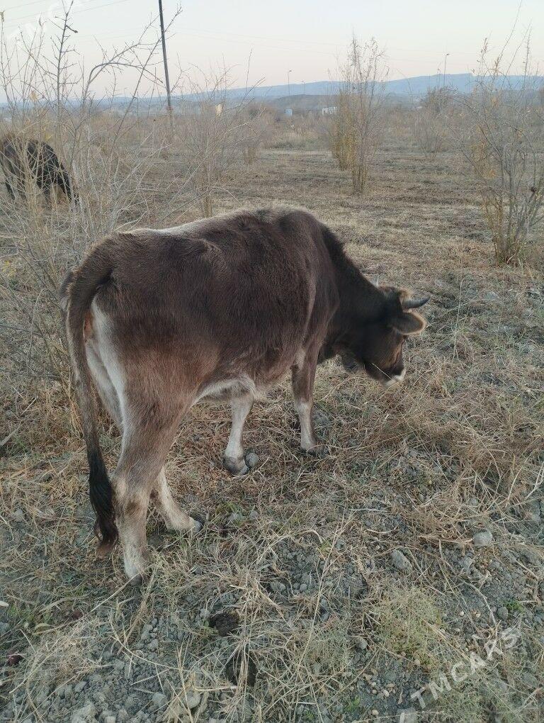 Göleli Sygyr - Magtymguly - img 4