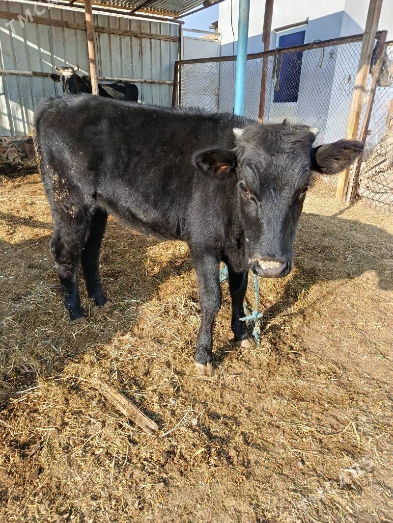 gunajyn - Türkmenabat - img 3