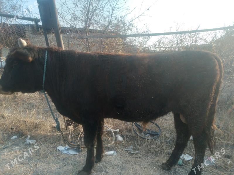 öküz - Türkmenabat - img 2