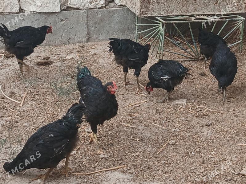 TOWUK GIGANT JERSI - Jebel - img 4