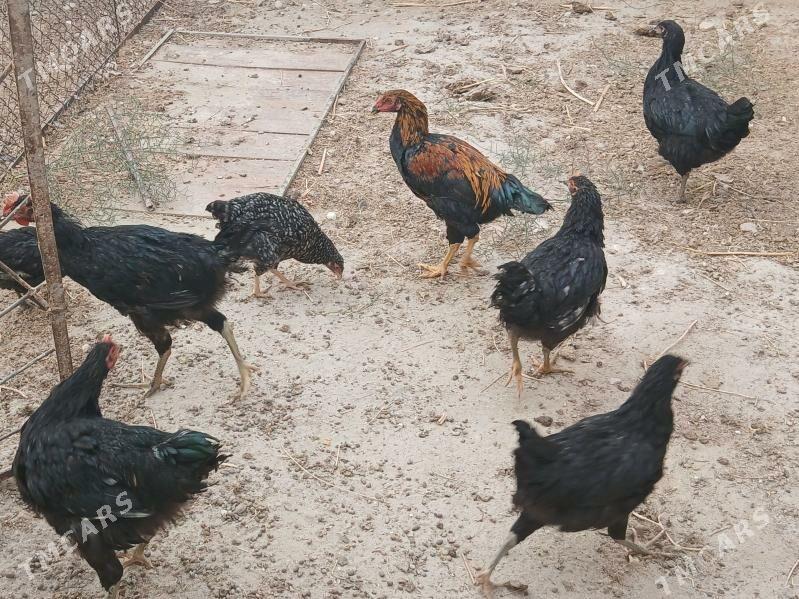 TOWUK GIGANT JERSI - Jebel - img 2