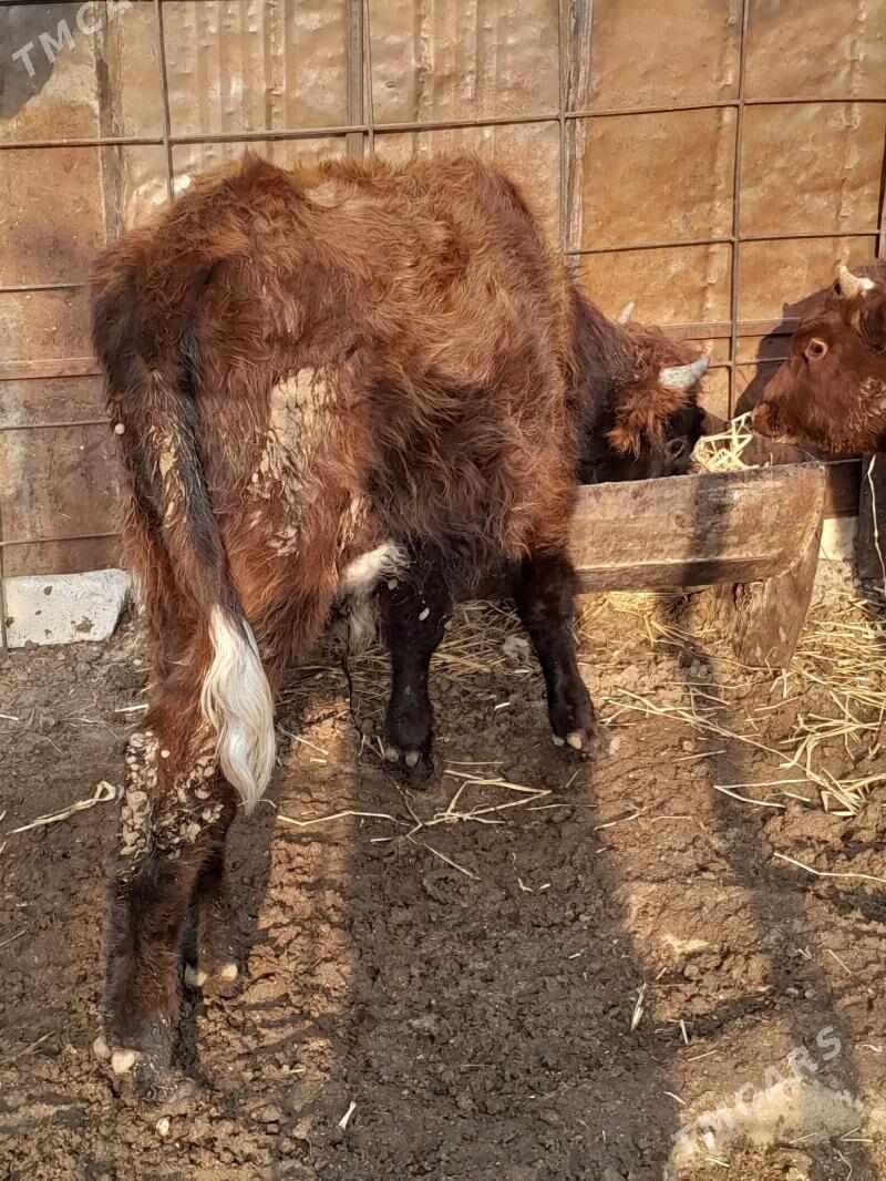 Окуз 3-саны - Балканабат - img 3