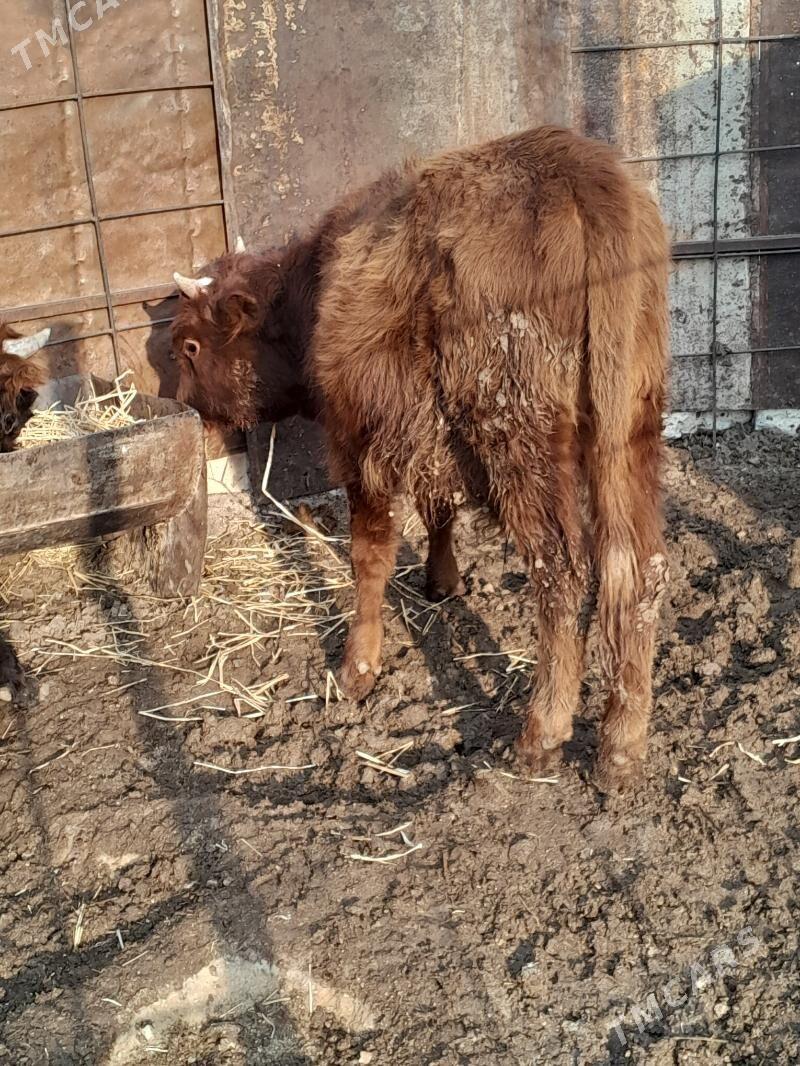 Окуз 3-саны - Балканабат - img 2