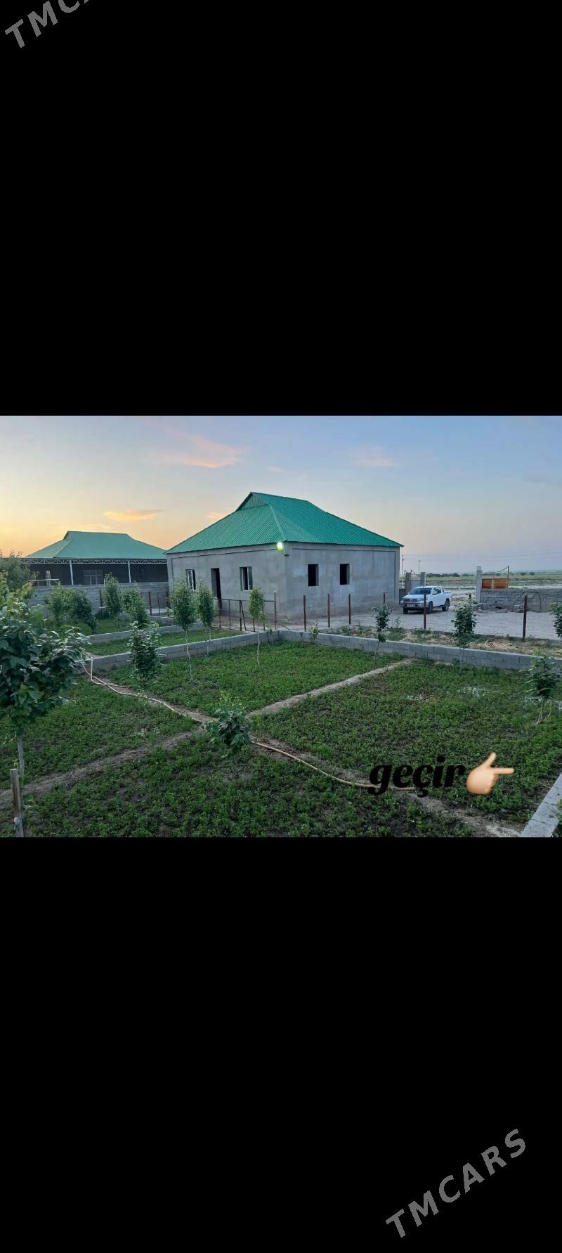 Satlyk Gäwers plam - Ak bugdaý etraby - img 2