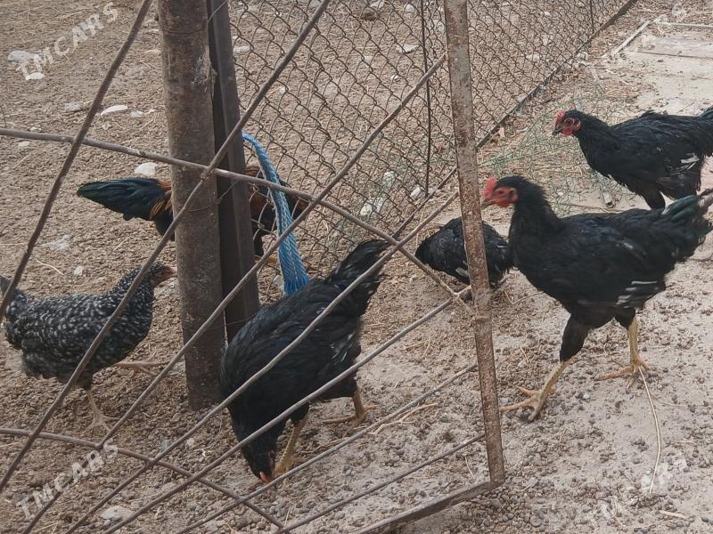 TOWUK GIGANT JERSI - Jebel - img 3