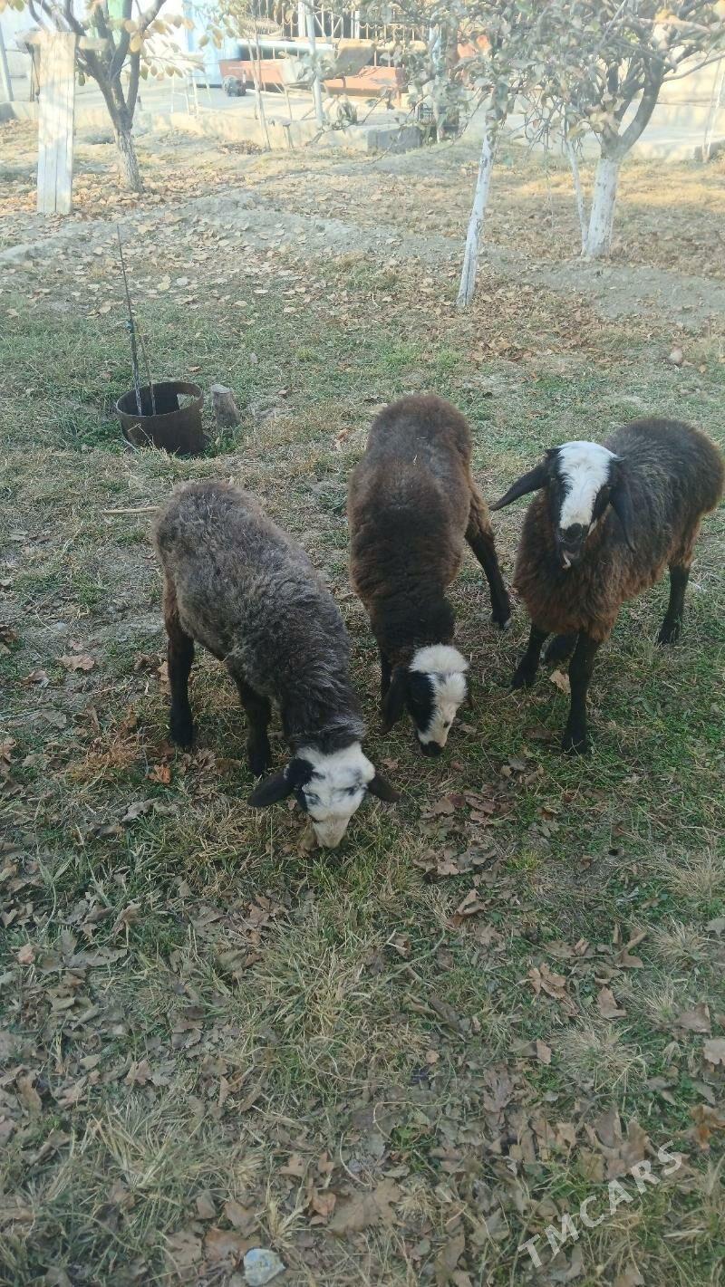 goyun - Gökdepe - img 4