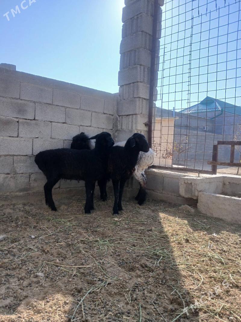 Gisar goýun - Aşgabat - img 4