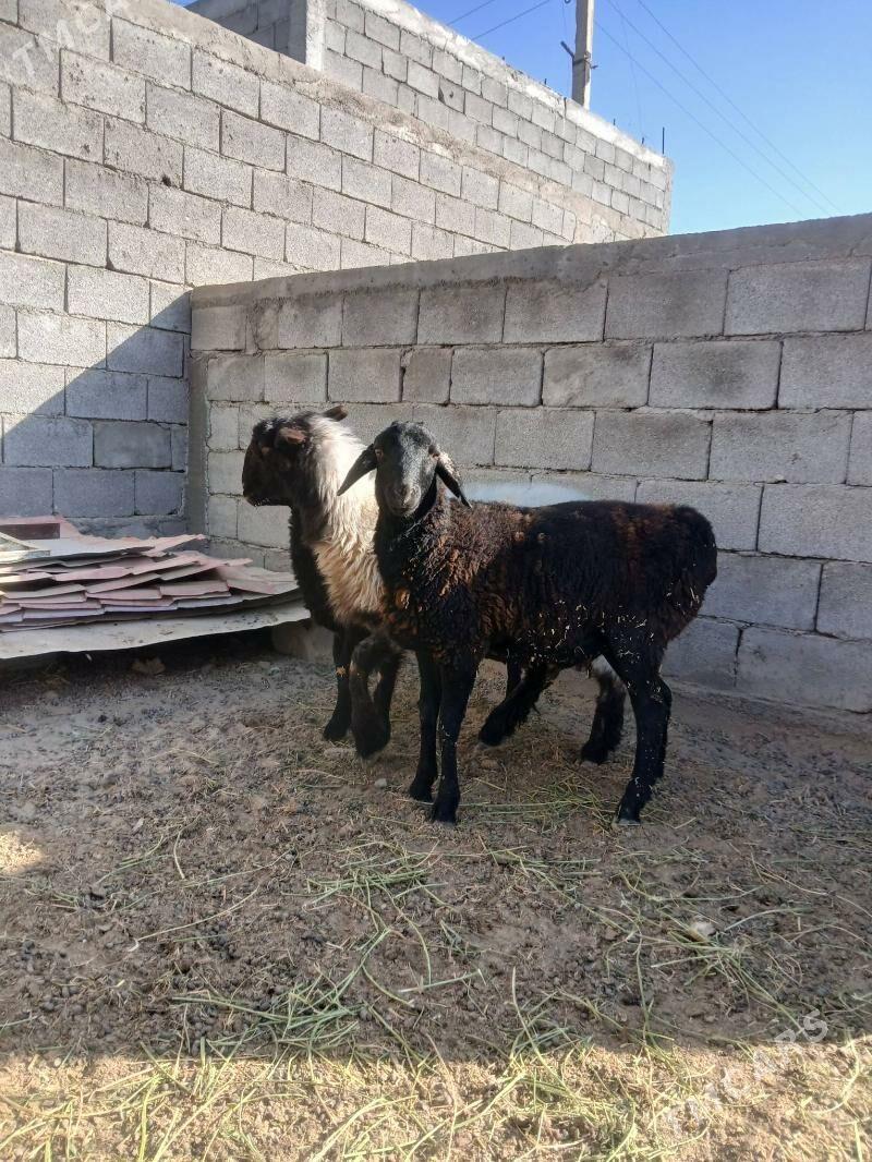 Gisar goýun - Aşgabat - img 3