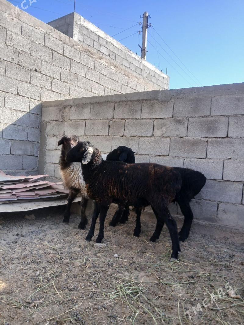 Gisar goýun - Aşgabat - img 5