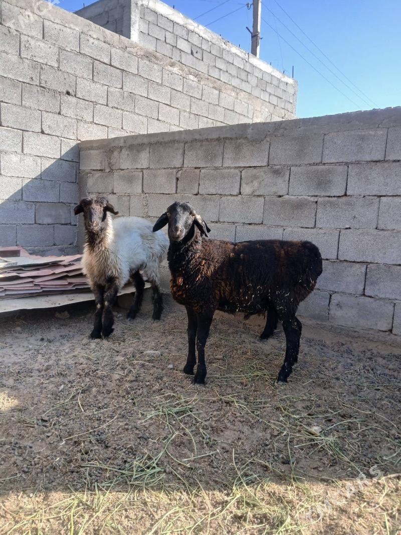 Gisar goýun - Aşgabat - img 2