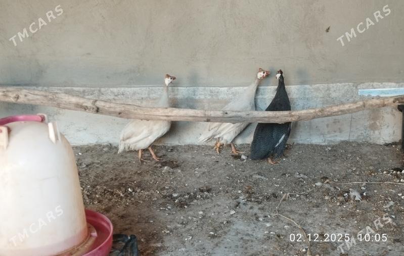 käkilik - Tejen - img 3