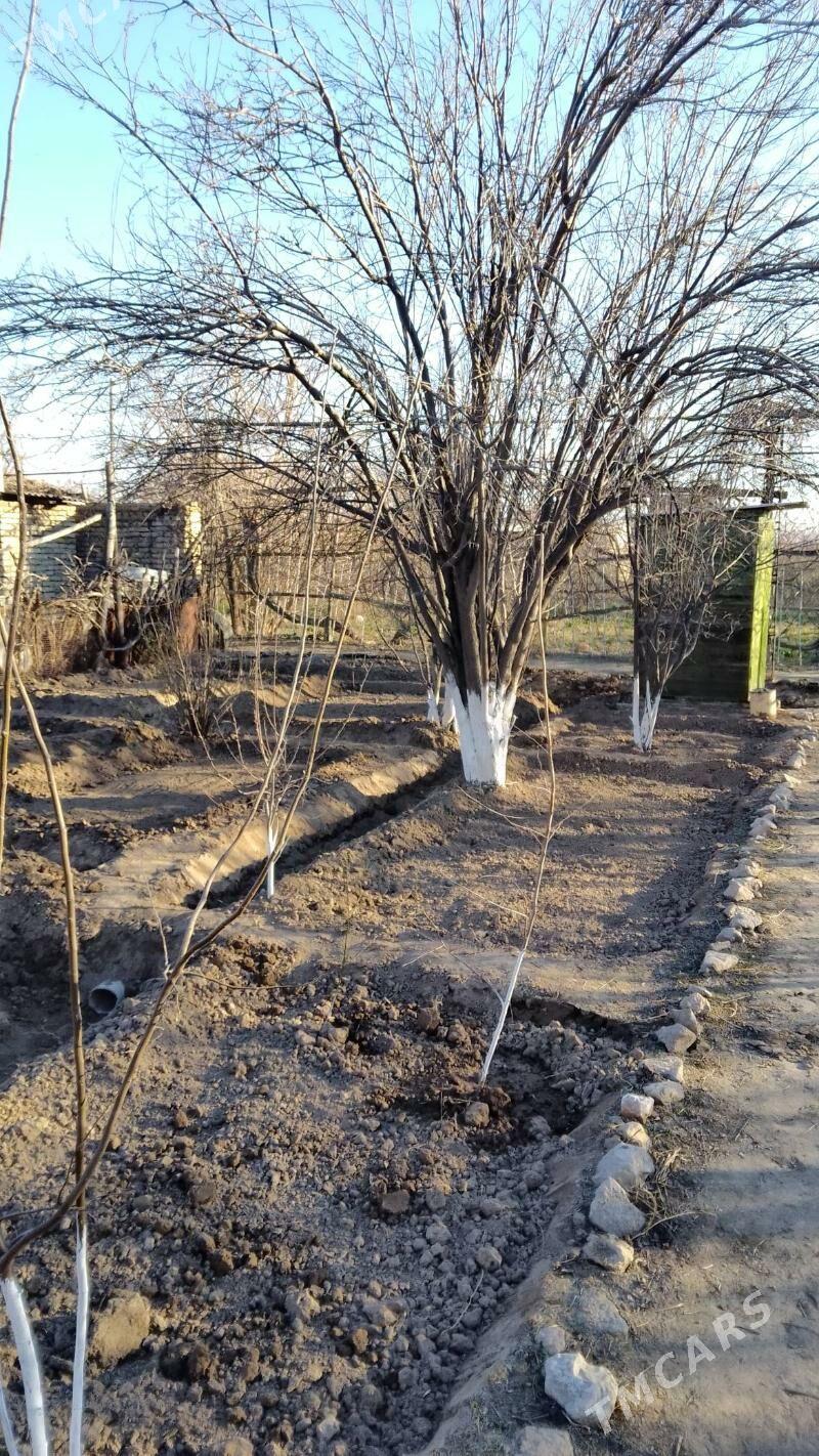 продается - Туркменабат - img 8