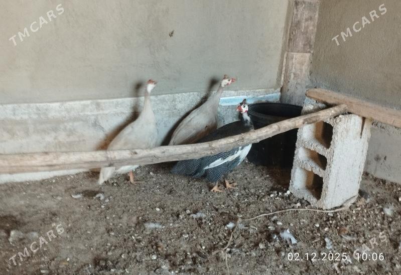 käkilik - Tejen - img 2