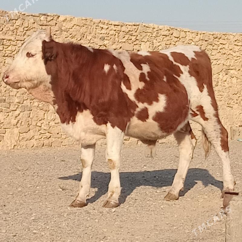 okuz - Гызыларбат - img 2