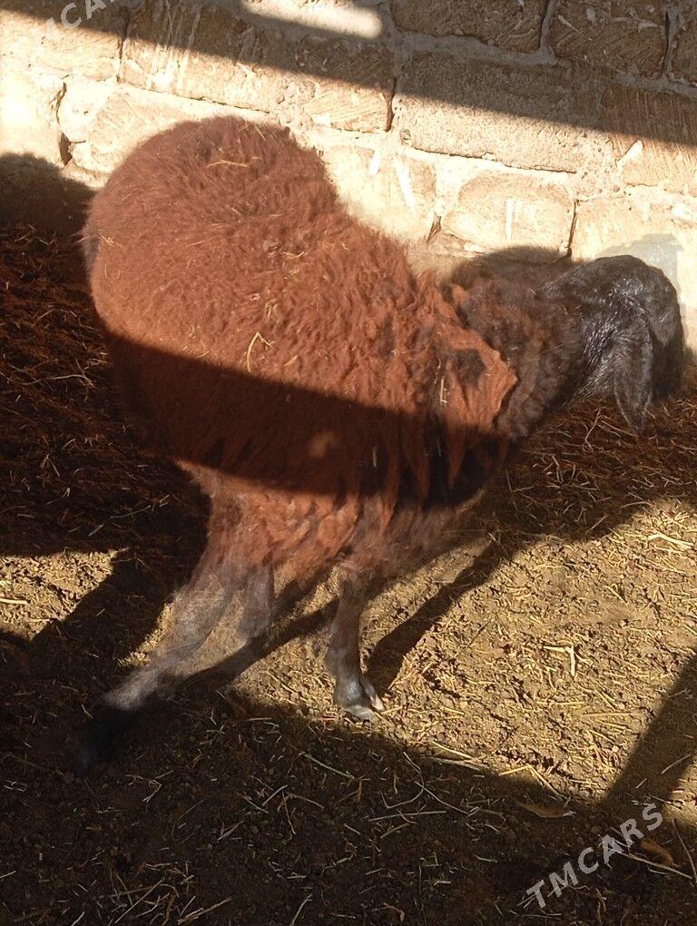 gisar issek goc - Бузмеин - img 2