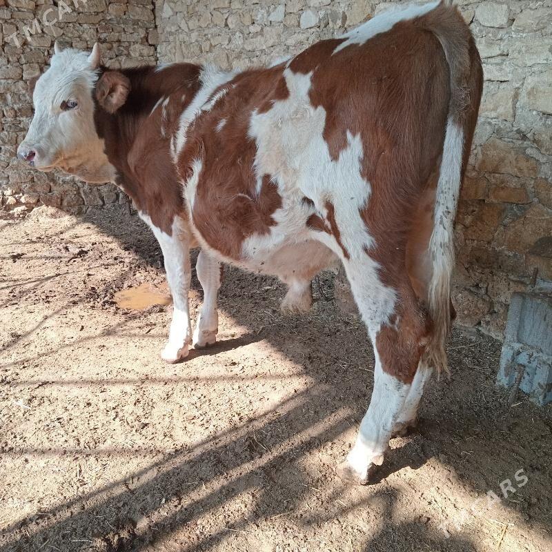 okuz - Гызыларбат - img 3