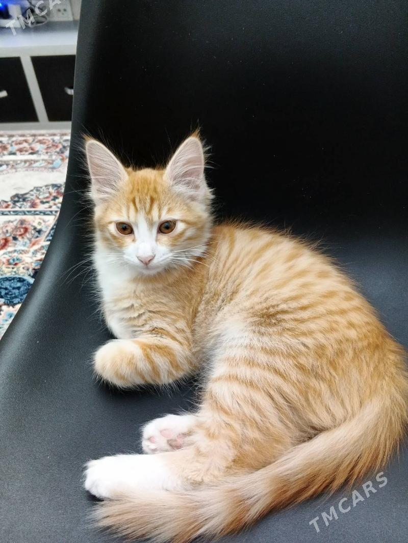 котенок рыжий - 1 mkr - img 2