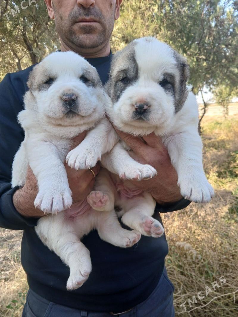 alabaý - Кака - img 2