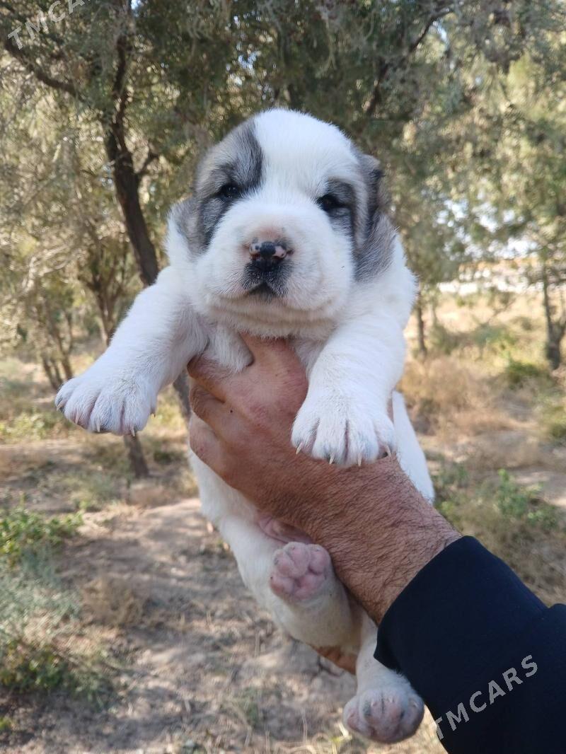 alabaý - Кака - img 8