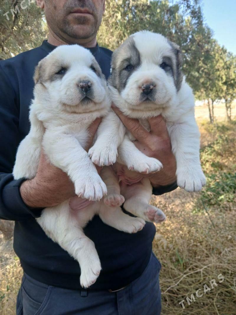 alabaý - Кака - img 6