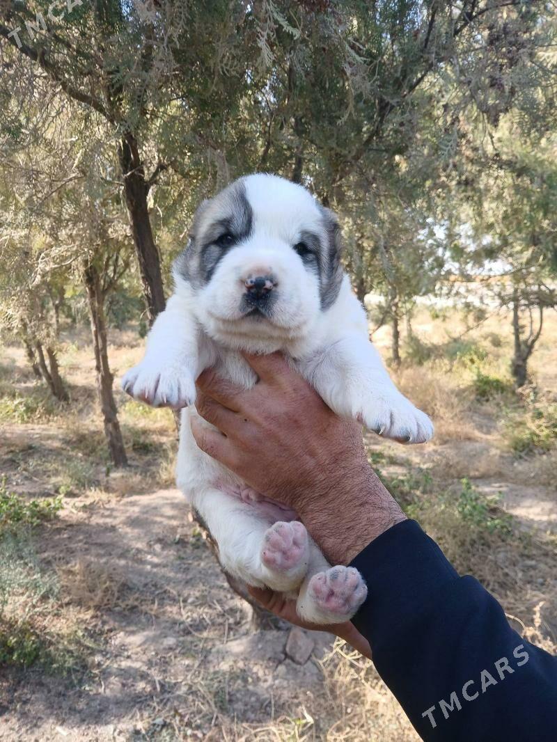 alabaý - Кака - img 7