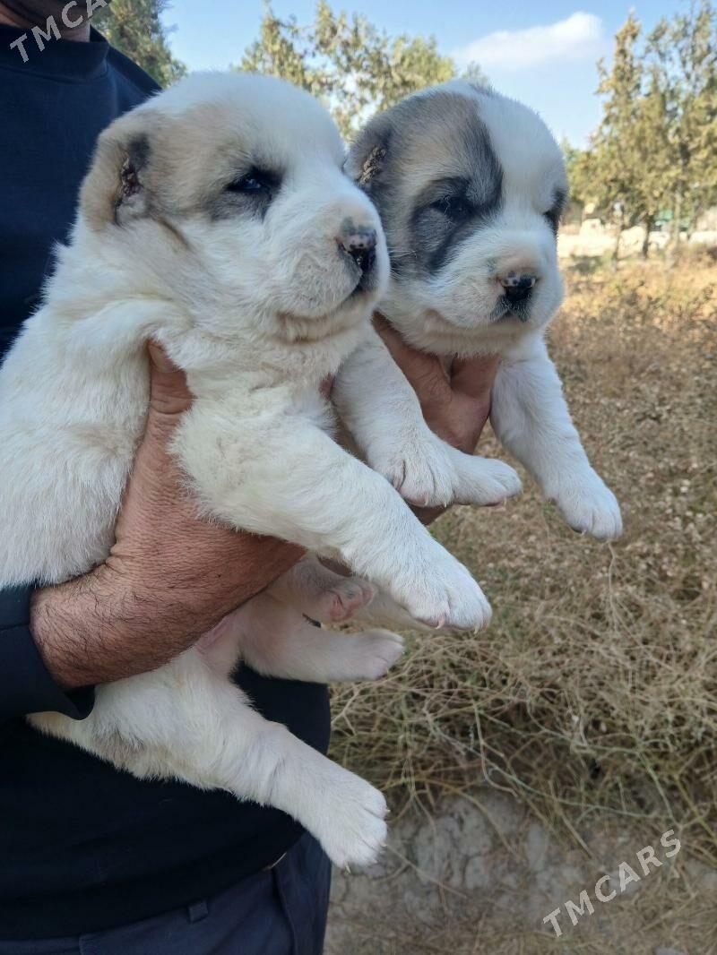 alabaý - Кака - img 3