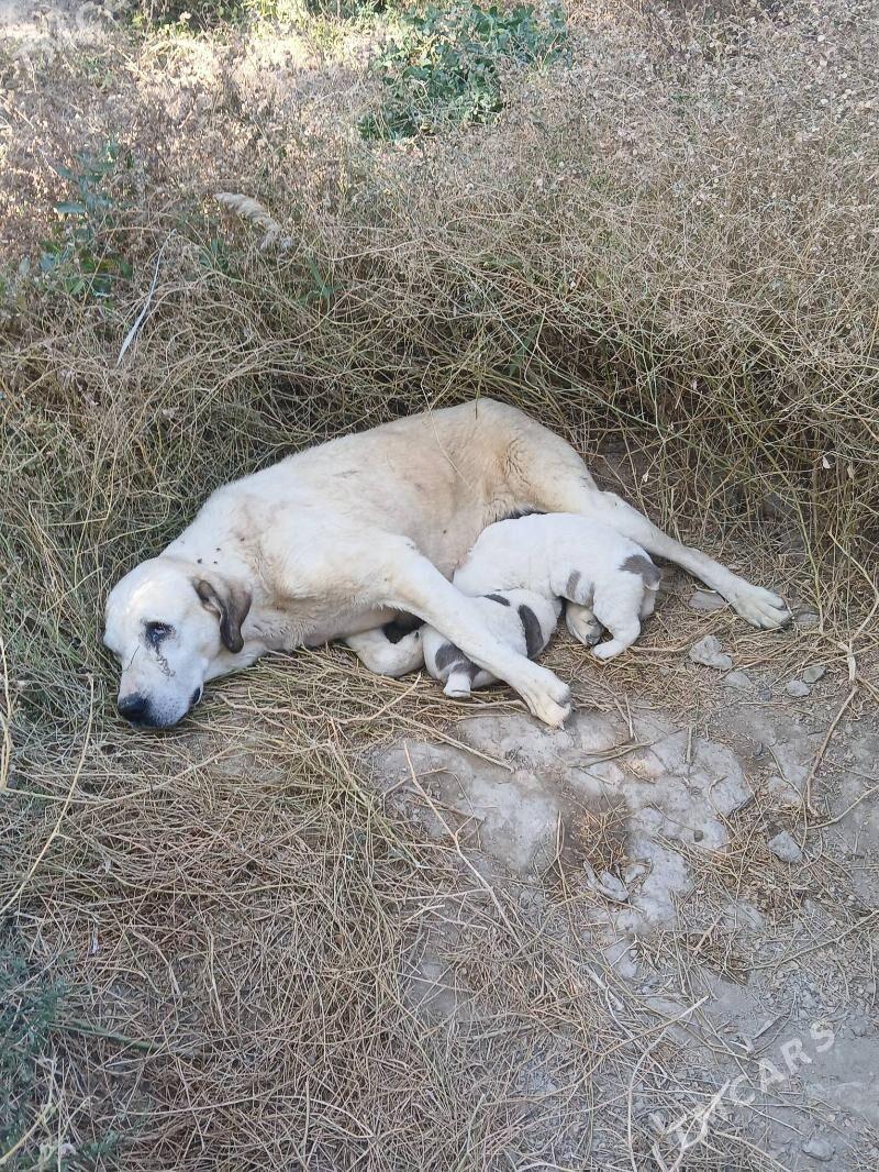 alabaý - Кака - img 5