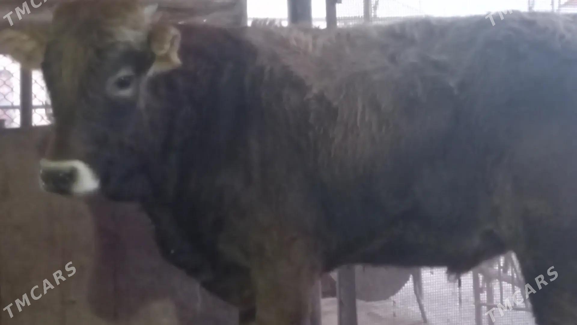 Okuz - Gumdag - img 2