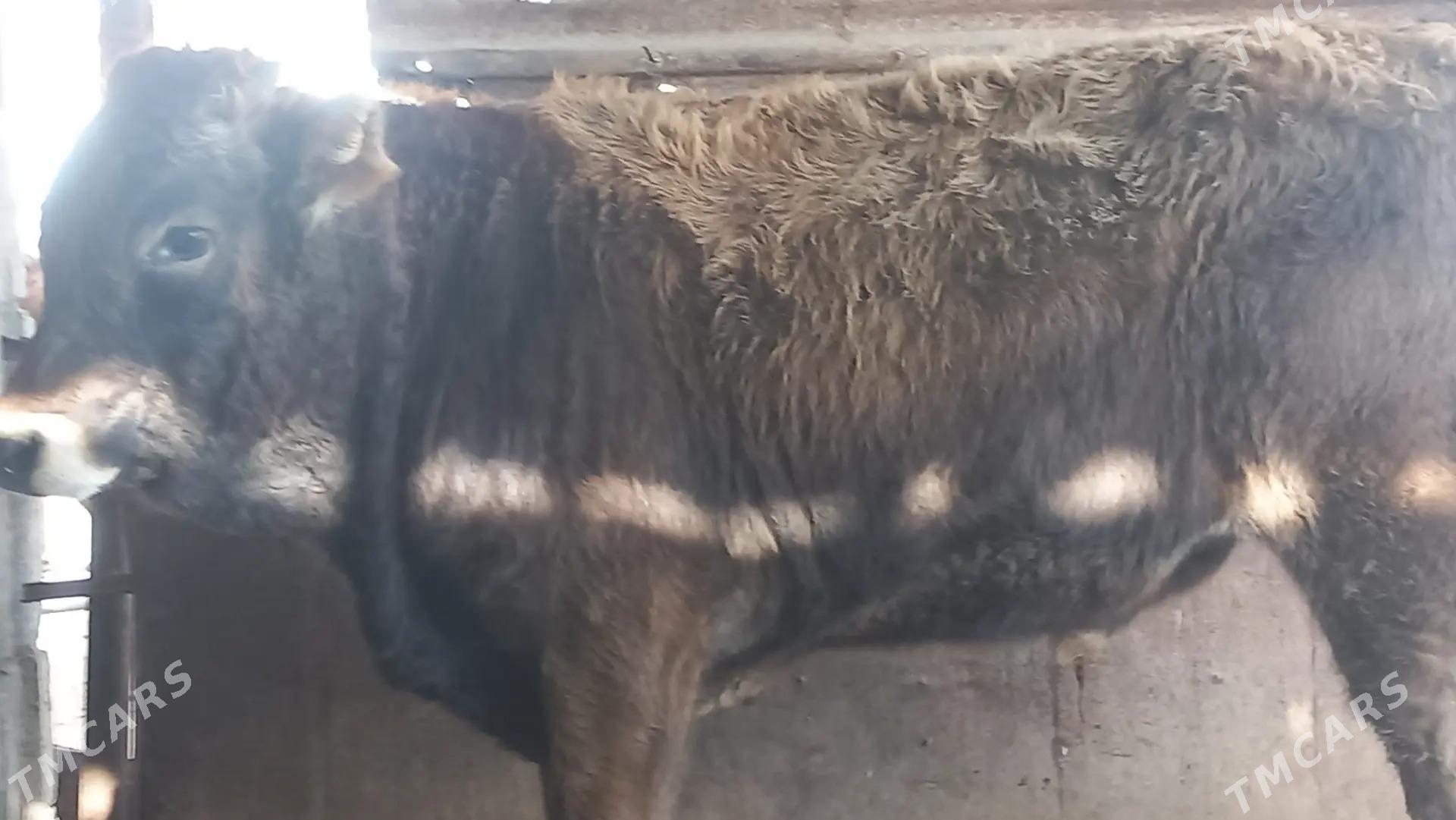 Okuz - Gumdag - img 3