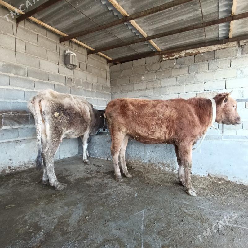 Goleli sygyr - Bäherden - img 2