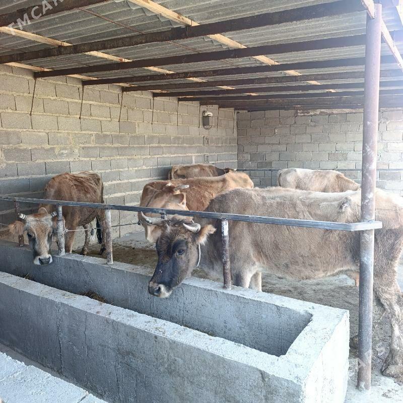 Goleli sygyr - Bäherden - img 3