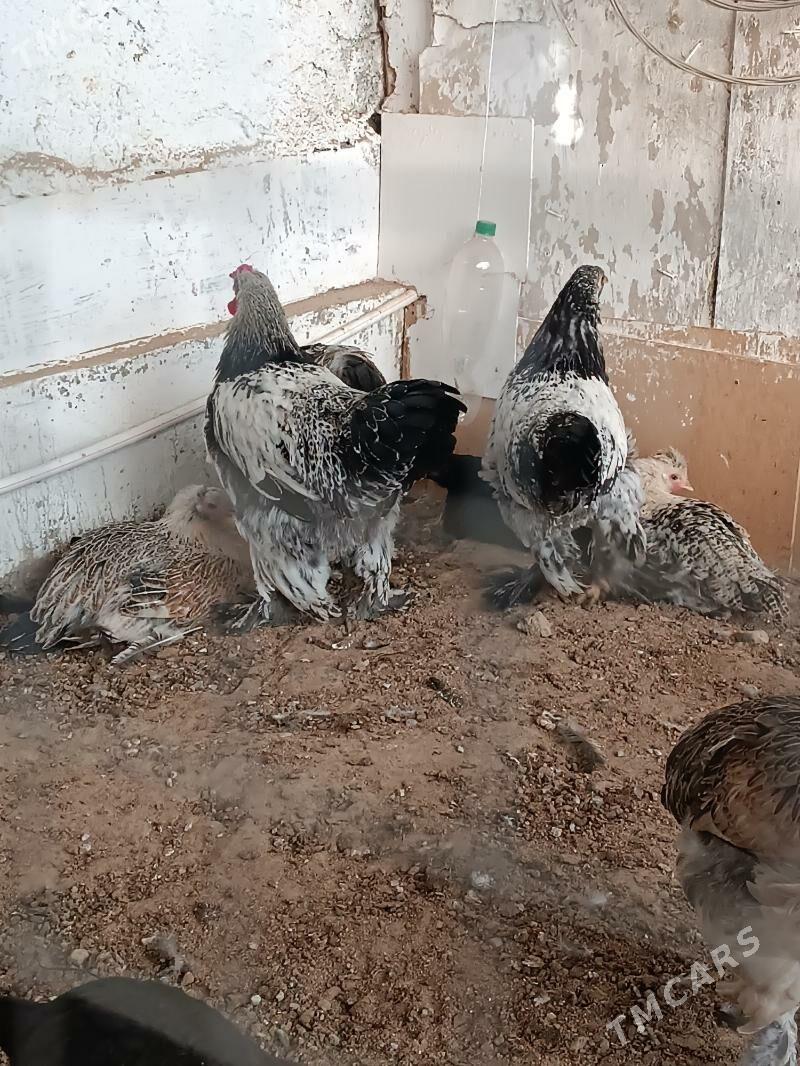 Balgar horozlar 6 aýlyk. - Анев - img 3